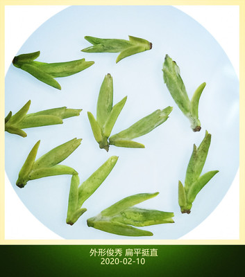 2020年新茶 绿茶 龙井 特级乌牛早豆香250克散装批发广西三江茶叶