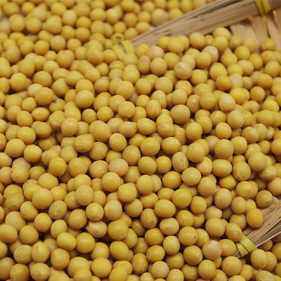 东北小黄豆可发芽黄豆打豆浆500g批发 部分地区5斤包邮