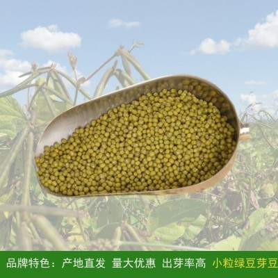 至盈黄金豆 豆芽绿豆 绿豆种子小明绿芽豆五谷杂粮25kg厂家批发