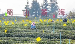 茶叶成为乡村产业振兴的“金叶子”