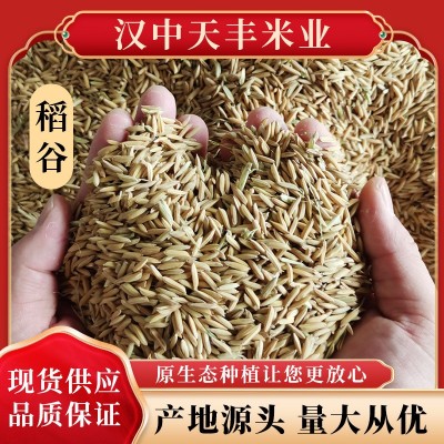 稻谷带壳水稻优质稻谷25kg50斤鸡鸭鸟饲料鸽子宠物饲料稻子批发